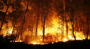 Ilustracja do informacji: Zagrożenie pożarowe w lasach